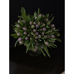 Тюльпаны пионовидные 51 шт