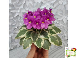 Rob's Lucky Ducky (R.Robinson) листовая химера (стартер сорт)