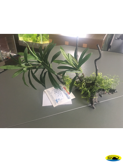 A8011604 Декор Растение на коряге