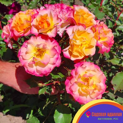 Ландлуст (LandLust)