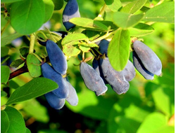 Синеглазка(жимолость), 2 года, 3 года, ЗКС