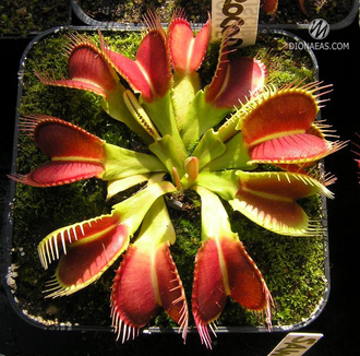 Dionaea muscipula Crocodile