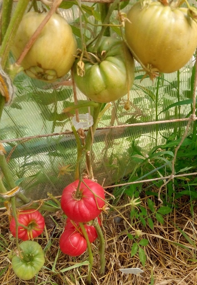 Томат Настоящий Бельмонте из Калабрии (Belmonte vero Calabro, Italy)