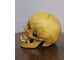 череп, человека, человеческий, голова, кости, труп, скелет, зубы, skull, человек, ужас, пасть, клыки