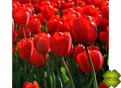 ТЮЛЬПАН триумф "ГОЛЛАНДИЯ" (1шт)