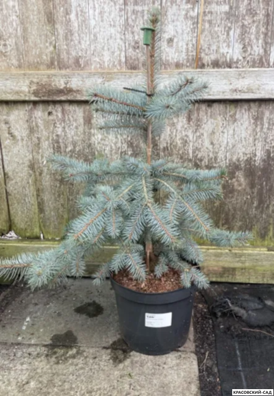 Ель Спек - Spek