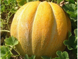 дыня "Эфиопка" семена 10 шт.