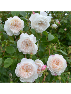 Зе Олбрайтон Рамблер (The Albrighton Rambler)