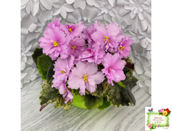 АВ-Поющие Пески (Фиалковод) 2021 г. (гёрл-листья с кроновой пестролистностью)