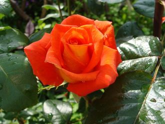 Ламбада (Lambada) роза, корнесобств,ЗКС