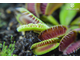 Dionaea muscipula Louchapates