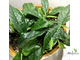 FICUS SAGITTATA ‘Big green leaf’ / ФИКУС САГИТТАТА ЗЕЛЕНЫЙ КРУПНОЛИСТНЫЙ