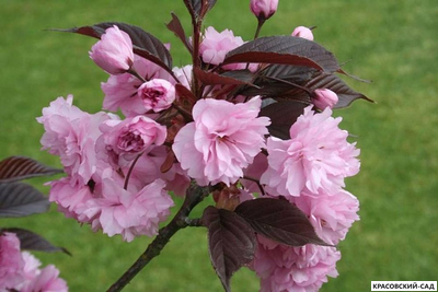 Вишня Роял Бургунди - Royal Burgundy