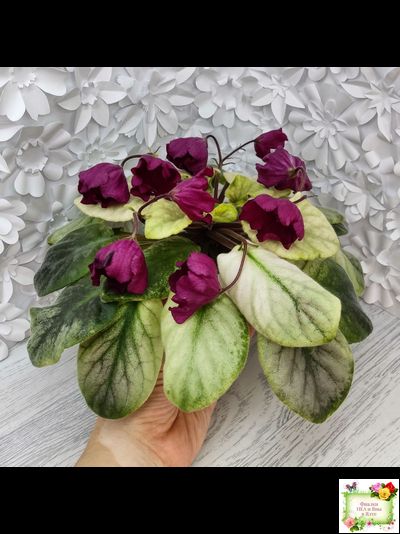 ЕК-Лампа Желаний (Е. Коршунова) 2021 г. (лист посажен 12.10.25)