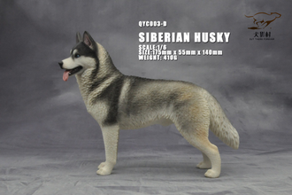 Сибирская хаски (серая) - Коллекционная ФИГУРКА 1/6 scale Husky (QYC003D) - QuanYingCun