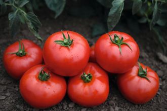 семена томаты "Волверин" 10 шт.
