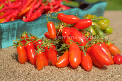 Томат Flaschentomaten (Фляшентомат), 10 шт