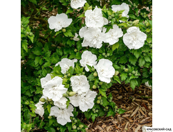 Гибискус Вайт Шифон - White Chiffon