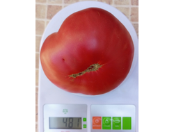 Томат Немецкий красный бабушки Кентрел (Granny Cantrell’s German), Канада