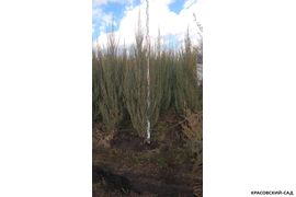 Можжевельник Блю Эрроу - фото измерения в питомнике - Красовский-Сад.рф