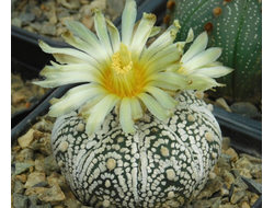 Astrophytum AS Miracle (1033.1)г - 10 семян