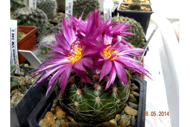 Notocactus uebelmannianus