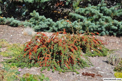 Кизильник Корал Бьюти - Coral Beauty