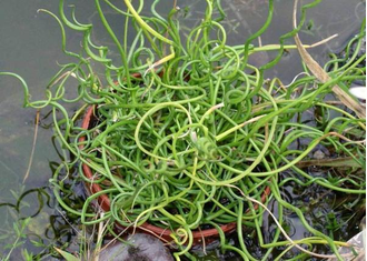 Juncus Spiralis