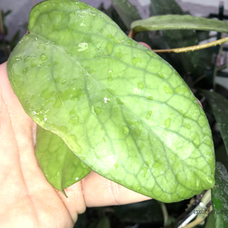 Hoya Ranauensis (Sp. Borneo)