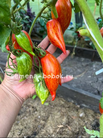 Томат Перо Жар-Птицы, 10 шт