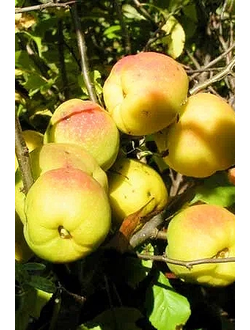 Айва (Хеномелес японский)