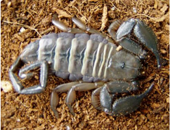 Двухцветный скорпион (Hadogenes bicolor)