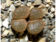 Lithops fulviceps (syn.lydiae) - 10 семян