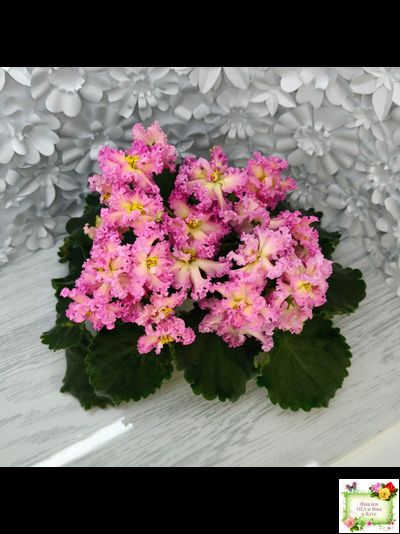 РМ-Богиня Солнца (Н. Скорнякова) 2019 г.