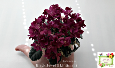 Black Jewel (H.Pittman) 02/14/04