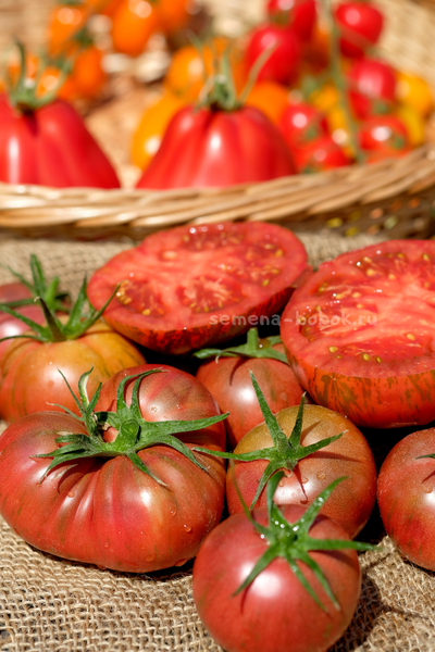 Томат Ярсон 26 (Jarson 26), 10 шт