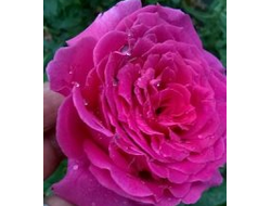 Джакаранда, Ч/Г,   срезочные   Reimer Kordes