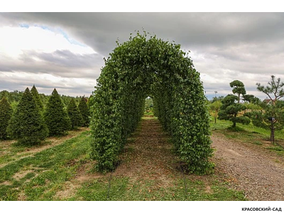 Арка из Березы повислой - Betula pendula