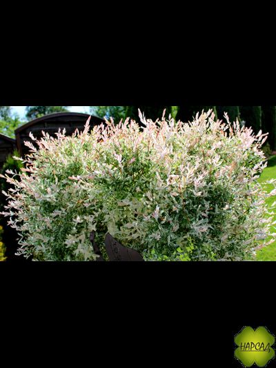 Ива "Хакуро-Нишики" (РОЗОВЫЙ ПРИРОСТ БУДТО ЦВЕТЫ) (саженец 1,5 года)