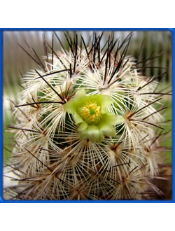 Mammillaria microchelia ML 285