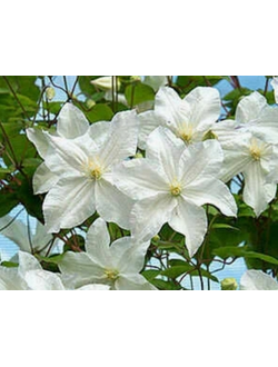 Клематис Snow Storm (Сноу Шторм) в контейнере 2л