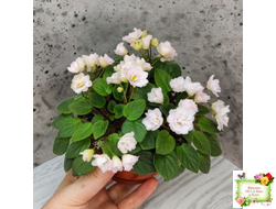 Pink Mint (S.Sorano) трейлер (пасынок срез)