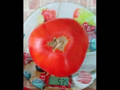 Томат Mega Marv (Мега Марв), США