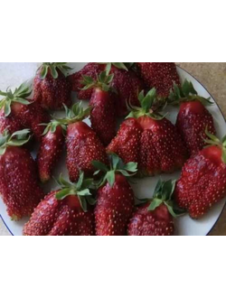 Купчиха земклуника