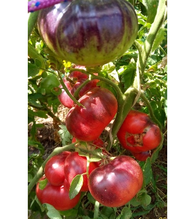 Томат Аметистовая драгоценность, (Amethyst Jewel), Канада