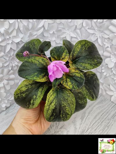 Pink Tulip Gold (японская селекция)