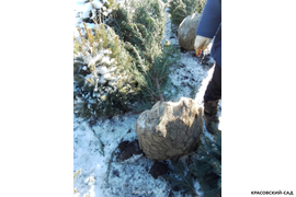 Можжевельник Блю Эрроу 3 метра - Доставляем зимой - Красовский-Сад.рф