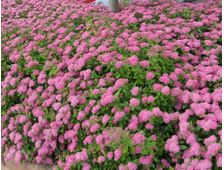 Спирея японская Литл Принцесс  горш.С3л 4х летка