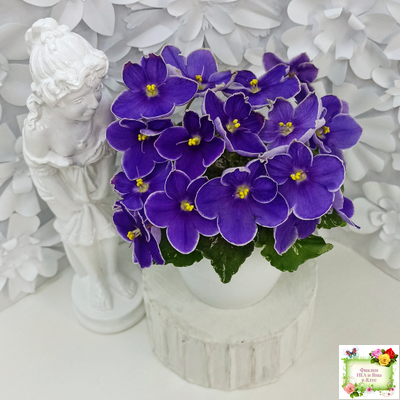 АВ-Контрольный Выстрел (Фиалковод) 2020 г. (пестролистный гёрл)