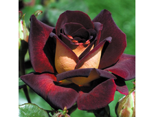 Эдди Митчелл роза, ОКС